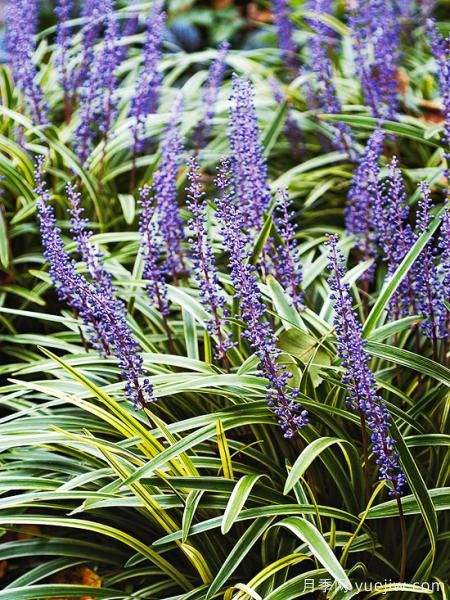 除了地被月季，還有適合在花園種植的20種地被植物(圖19)