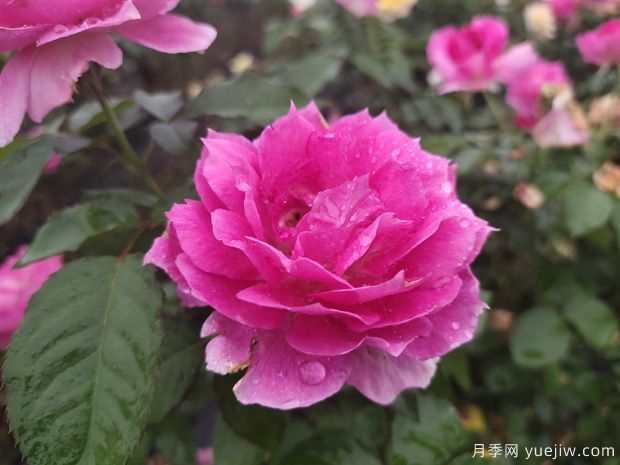 花期長(cháng)達300天，天方夜譚月季的養護方法(圖2)