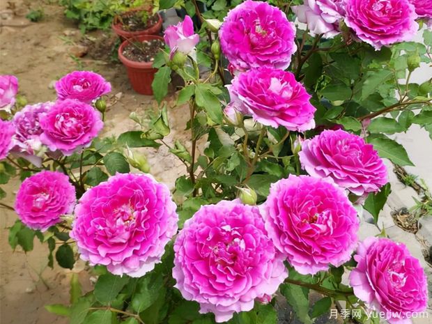 花期長(cháng)達300天，天方夜譚月季的養護方法(圖3)