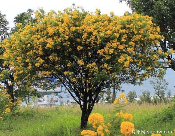 黃花槐有望成為北方地區花灌木中的后起之秀(圖1)