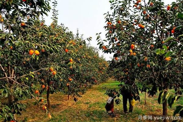 2022年***值錢(qián)緊缺苗木是什么？常見(jiàn)的苗木品種有哪些？(圖1)