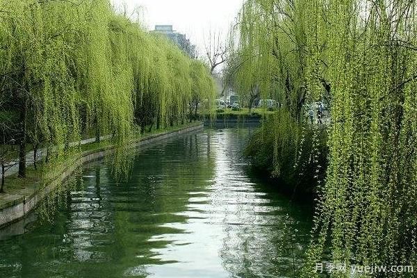 2022年***值錢(qián)緊缺苗木是什么？常見(jiàn)的苗木品種有哪些？(圖2)