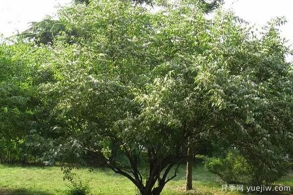 2022年***值錢(qián)緊缺苗木是什么？常見(jiàn)的苗木品種有哪些？(圖3)