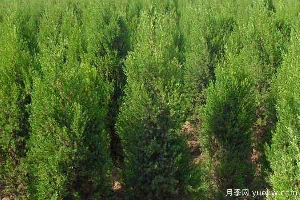 2022年***值錢(qián)緊缺苗木是什么？常見(jiàn)的苗木品種有哪些？(圖4)