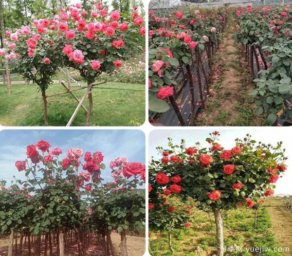 ***全園林苗木種植技術(shù)！收藏有用！(圖1)