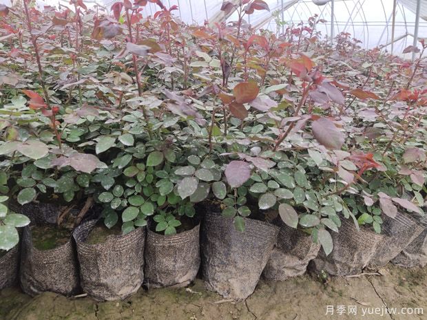 ***全園林苗木種植技術(shù)！收藏有用！(圖2)
