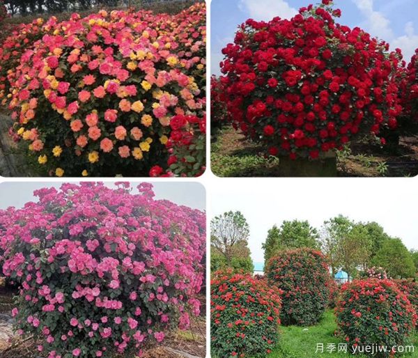 ***全園林苗木種植技術(shù)！收藏有用！(圖3)
