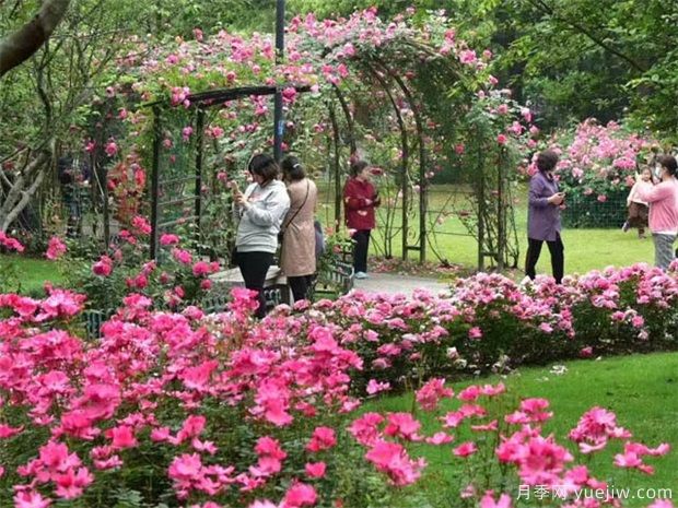 藤本月季多久能爬墻，如何才能讓月季花爬滿(mǎn)墻呢(圖1)