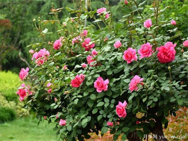 9月月季管理，月季夏末修剪爆秋花(圖1)