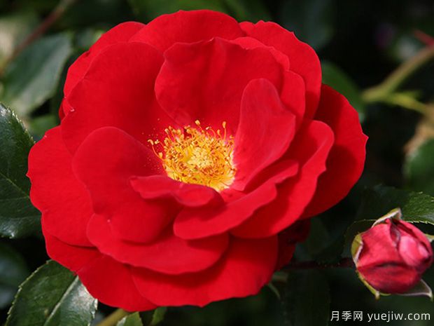 卡拉喬月季的優(yōu)缺點(diǎn)是什么？(圖1)