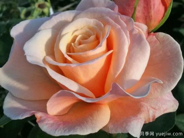 快樂(lè )的一天月季的優(yōu)缺點(diǎn)是什么？(圖1)