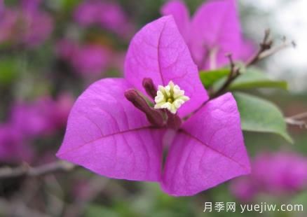 盆栽三角梅怎么修剪？三角梅盆景的修剪方法(圖1)