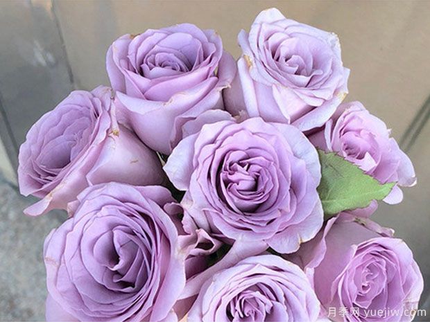 月季底肥如何使用？正確用肥才能讓花長(cháng)得旺盛(圖1)