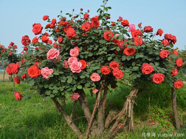 苗木術(shù)語(yǔ)暗語(yǔ)截桿、幾年冒、全冠的意思(圖1)