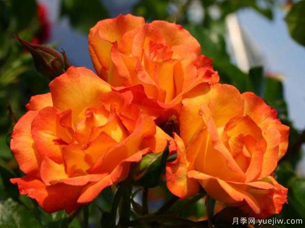 食醋養花卉妙處有三個(gè)，長(cháng)勢旺花多色艷(圖1)