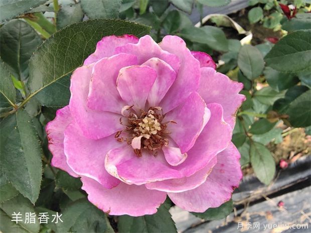 羊脂香水月季，以香聞名，花美如芍藥，四季能開(kāi)花(圖1)