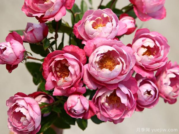 推薦6個(gè)優(yōu)秀切花月季，芳香花大瓶插美麗(圖2)