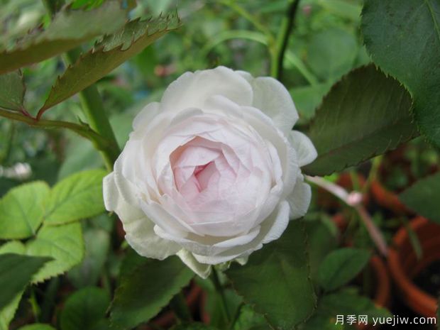 ?3個(gè)特別的月季花， 不愁沒(méi)花看(圖1)