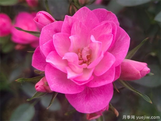推薦8個(gè)花期超長(cháng)的月季，適合陽(yáng)臺種植長(cháng)期賞花(圖2)