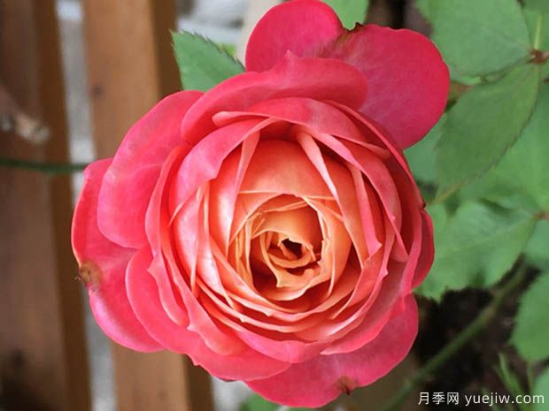 推薦4種月季，隨便一養就爆花，夏天耐熱不怕曬(圖2)