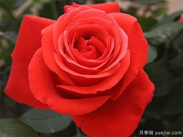 工程盆栽月季品種，買(mǎi)月季花到南陽(yáng)月季種植基地(圖1)