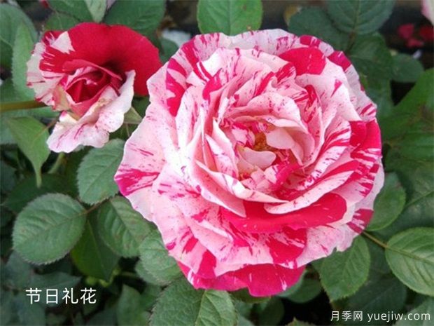 月季網(wǎng)：2024年***熱門(mén)十大大花月季品種(圖10)