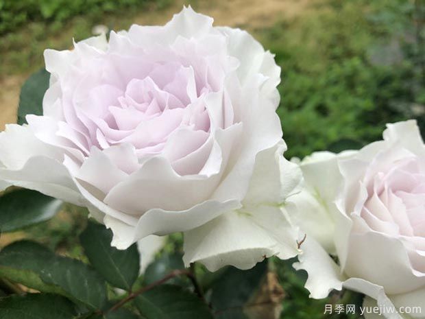 有沒(méi)有一款月季，顏值高到讓你永遠也不會(huì )淘汰？(圖1)