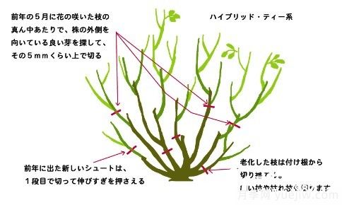 如何養好盆栽月季，如何養爆花？全方位解讀(圖4)