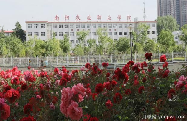 南陽(yáng)農業(yè)職業(yè)學(xué)院月季種質(zhì)創(chuàng  )制與快速繁殖實(shí)驗室成為市級重點(diǎn)實(shí)驗室(圖1)