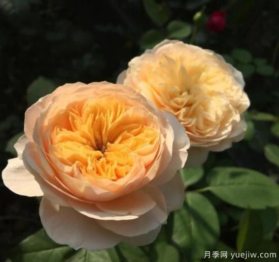 真宙月季和朱麗葉月季的區別，優(yōu)缺點(diǎn)一目了然(圖3)