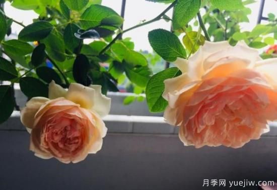 真宙月季和朱麗葉月季的區別，優(yōu)缺點(diǎn)一目了然(圖4)
