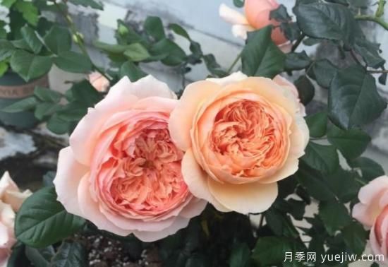 真宙月季和朱麗葉月季的區別，優(yōu)缺點(diǎn)一目了然(圖6)
