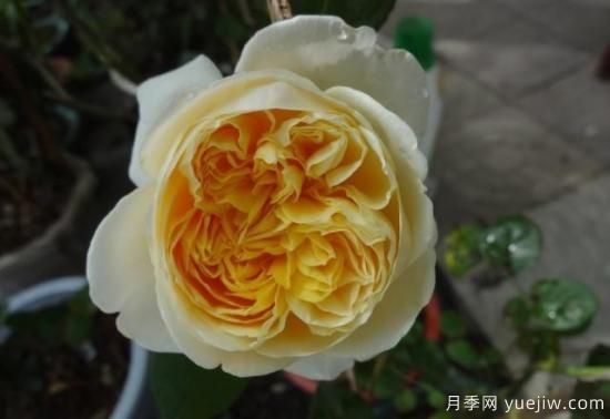 真宙月季和朱麗葉月季的區別，優(yōu)缺點(diǎn)一目了然(圖9)