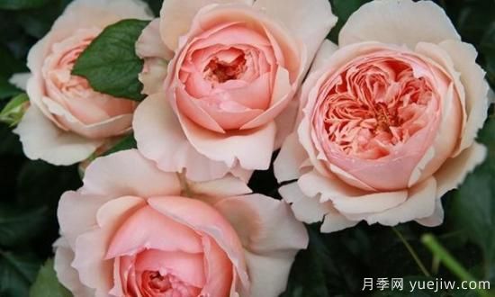 真宙月季和朱麗葉月季的區別，優(yōu)缺點(diǎn)一目了然(圖8)