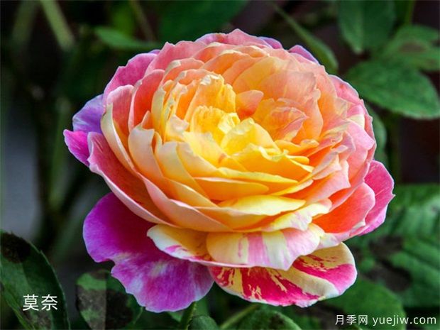 近三年***受花友喜愛(ài)的月季品種排名榜，屬實(shí)嗎(圖3)