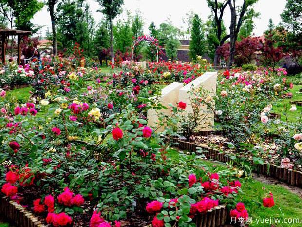 月季名園：太倉恩鈿月季公園(圖1)