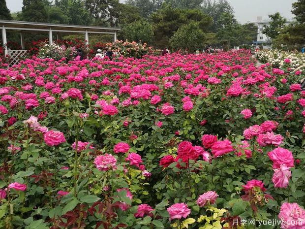 路邊月季沒(méi)人管瘋狂開(kāi)花，家里的月季卻蔫不拉幾？(圖1)