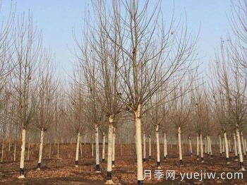 法國梧桐樹(shù)多少錢(qián)一棵(圖1)