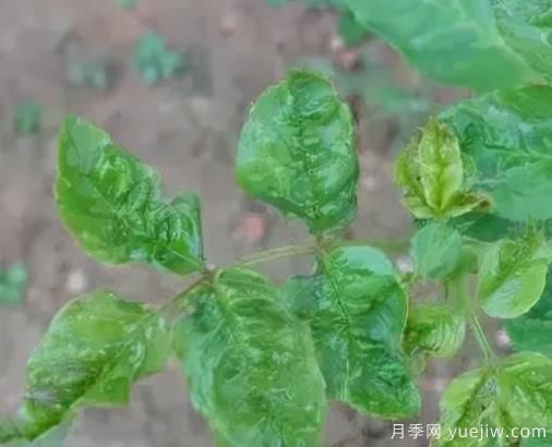 秋季月季常見(jiàn)蟲(chóng)害防治方法小整理(圖1)
