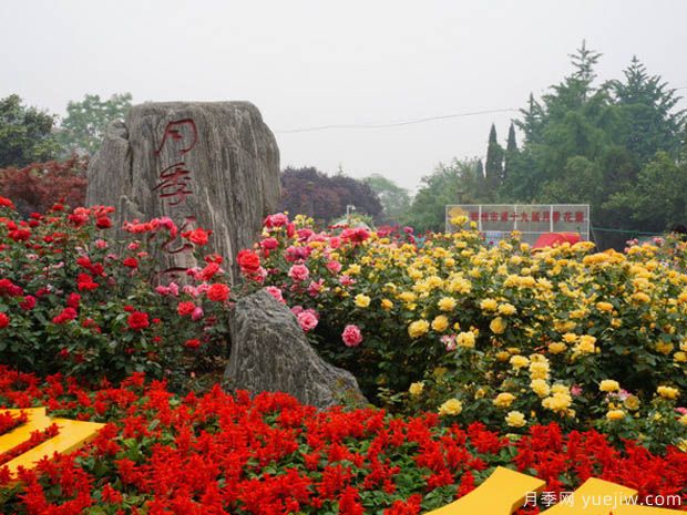 商業(yè)區綠化景觀(guān)設計和植物運用(圖1)