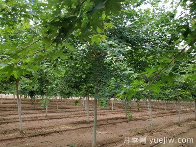 元寶楓的價(jià)格一路上漲，大規格優(yōu)質(zhì)苗一株能賣(mài)上萬(wàn)元(圖2)