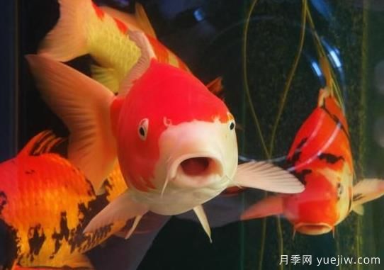 南陽(yáng)鄧州：小楊營(yíng)鎮觀(guān)賞魚(yú)能手宋雪坤手拉手帶動(dòng)農民增收(圖1)