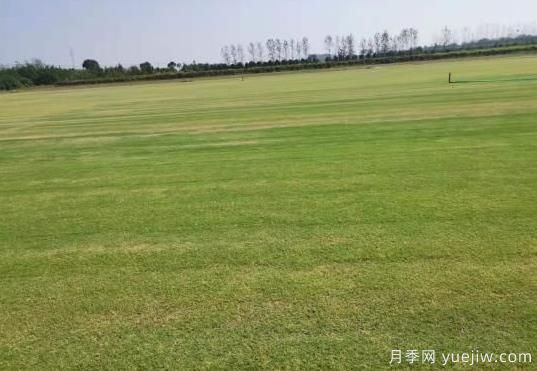 秋季草坪防除雜草需要注意啥？(圖1)