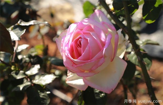 大灣區實(shí)現月季在南方生長(cháng) 百萬(wàn)盆精品月季將扮靚新春深圳(圖4)
