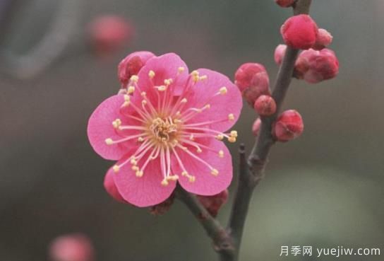 盆栽養梅花，做好這幾點(diǎn)，春天開(kāi)花更美艷(圖1)