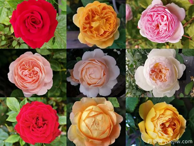 苗木行業(yè)持續低迷，南陽(yáng)花農還能堅持多久？(圖1)