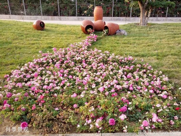 秋季樹(shù)木移植后如何養護才能提高成活率(圖1)