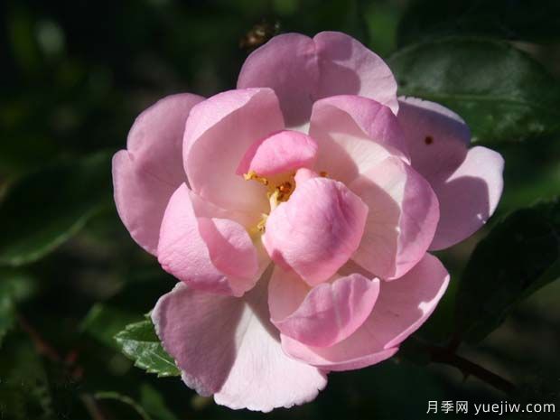 ?小騎士月季的優(yōu)缺點(diǎn)是什么？(圖1)