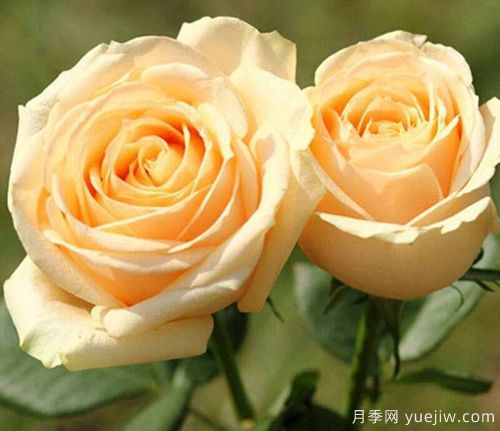香檳玫瑰的花語(yǔ)是什么？不同朵數香檳玫瑰花語(yǔ)大全？(圖1)