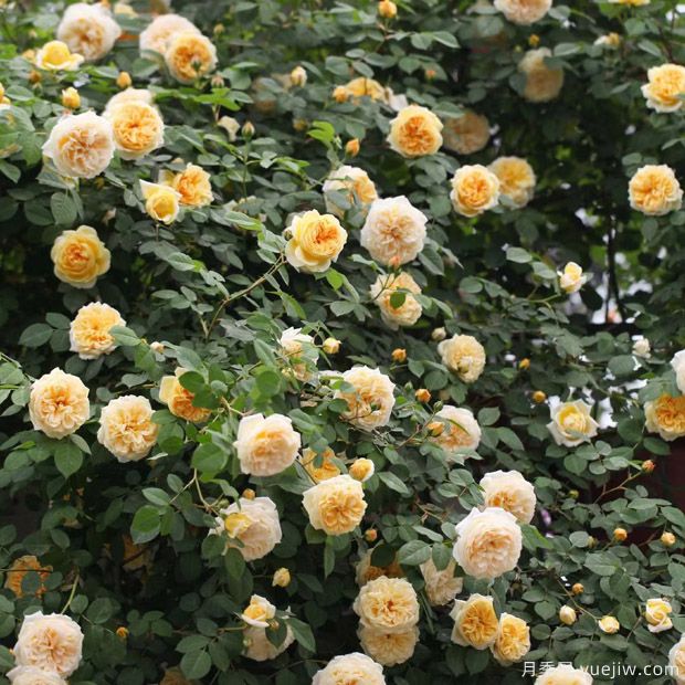 藤本月季不開(kāi)花怎么辦，藤本月季不開(kāi)花原因分析(圖1)